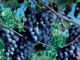 Potted Concord Grapes