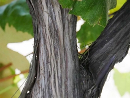 Potted Concord Grapevine