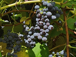 Potted Mars Grapes