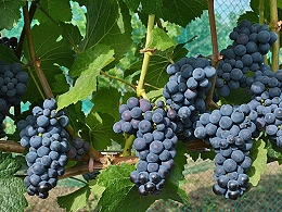 Potted Mars Grapes