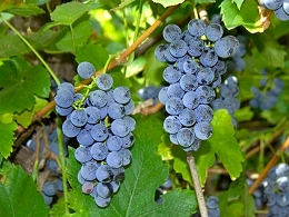 Potted Mars Grapes