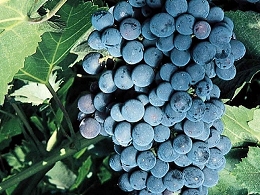 Potted Mars Grapes