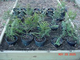 Potted Green Giant Arborvitae Trees