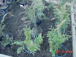 Green Giant Arborvitae Trees