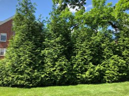 Green Giant Arborvitae Trees
