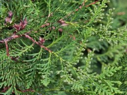 Potted Green Giant Arborvitae Trees