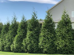 Green Giant Arborvitae Trees