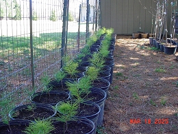 Potted Trees And Bushes