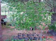 Potted Maple Trees