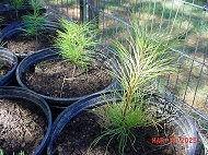 Potted Eastern White Pine