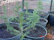Potted Norway Spruce