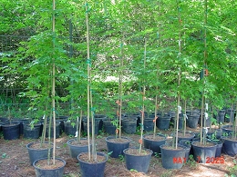 Potted Green Leaf Japanese Maple