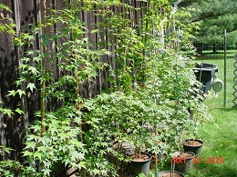 Potted Green Leaf Japanese Maple