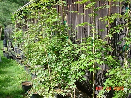 Potted Green Leaf Japanese Maple