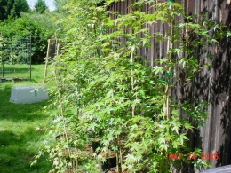Potted Green Leaf Japanese Maple