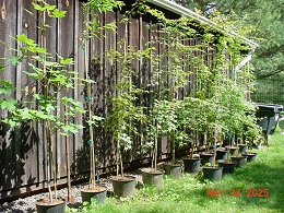Potted Green Leaf Japanese Maple