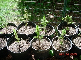 Norway Spruce
