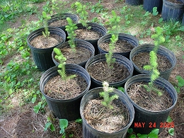 Norway Spruce