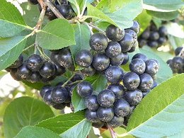 Potted Aronia Berry