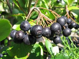 Potted Aronia Berry