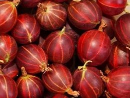 Potted Hinnomaki Red Gooseberry