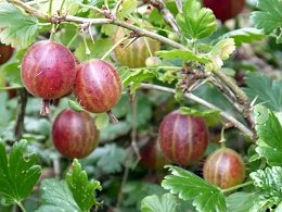 Potted Hinnomaki Red Gooseberry