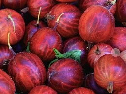 Potted Hinnomaki Red Gooseberry