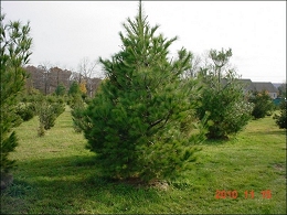 Potted Eastern White Pine