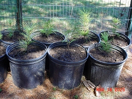 Potted Eastern White Pine