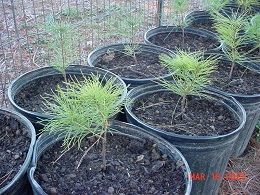 Potted Eastern White Pine