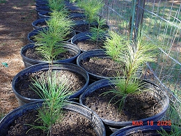 Potted Eastern White Pine
