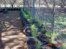 Potted Eastern White Pine