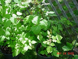 Potted Wild Raspberry