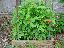 Potted Heritage Raspberry