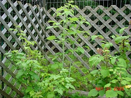 Potted Black Raspberry
