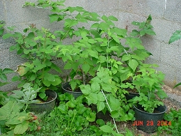 Potted Raspberry Bushes