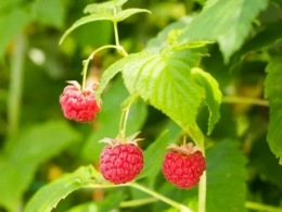 Potted Raspberry Bushes