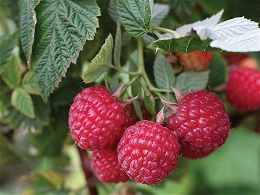 Potted Raspberry Bushes