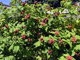 Potted Raspberry Bushes