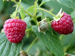 Potted Raspberry Bushes