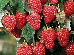 Potted Raspberry Bushes