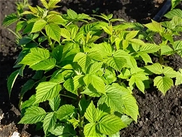 Potted Raspberry Bushes