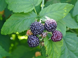 Potted Raspberry Bushes