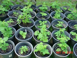 Potted Nova Raspberry