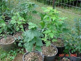 Potted Red Sunset Maple Trees