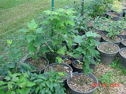 Potted Red Sunset Maple Trees