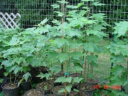 Potted Silver Maple Trees
