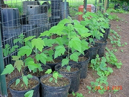 Potted Silver Maple Trees