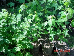Potted Silver Maple Trees