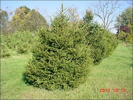 Norway Spruce